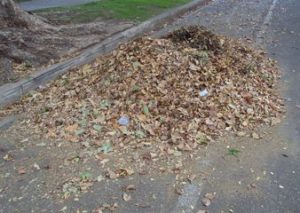 leaf pile